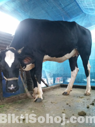 বকনা গরু